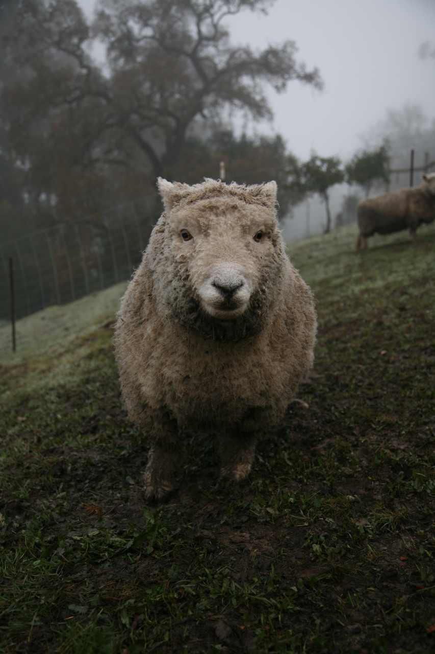 Sheep Photo