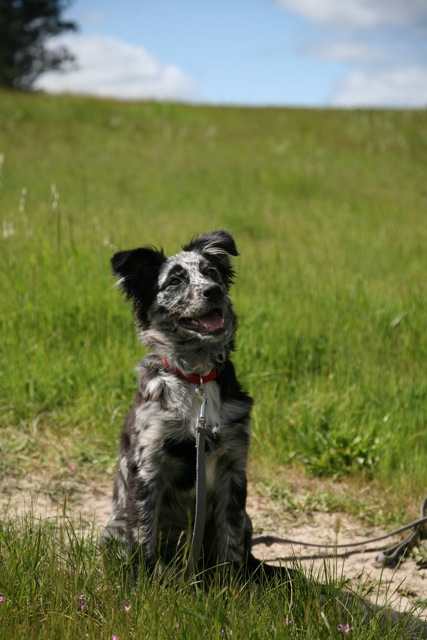Australian Shephard Photo